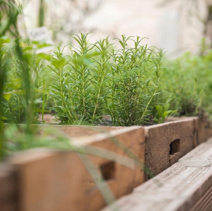 Aroma khas rosemary membuatnya efektif mengusir nyamuk yang sering mengganggu di rumah. Tidak hanya berfungsi sebagai pelindung alami, rosemary juga memberikan manfaat tambahan sebagai bumbu masakan yang harum dan lezat.