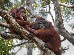 Perilaku Hidup Sehat Orang Utan Ini Patut Ditiru, Begini Kata Pakar