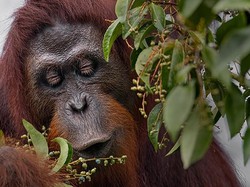 Pola Hidup Sehat Ala Orang Utan Kalimantan