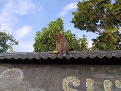 Monyet Berahi Kabur Rusak Kandang, Pemilik Lapor Damkar