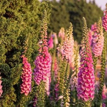 6 Tanaman Indah Tapi Ternyata Berbahaya, Cek Ada di Pekaranganmu?