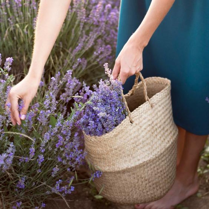 Lavender dikenal sebagai tumbuhan beraroma menenangkan sekaligus pengusir nyamuk alami berkat kandungan minyak atsirinya. Kehadirannya tidak hanya mempercantik rumah, tetapi juga membantu melindungi keluarga dari gigitan nyamuk secara aman.