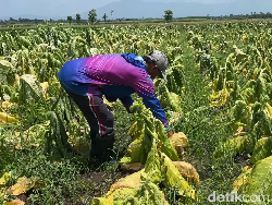 53 Hektare Tanaman Tembakau di Lumajang Rusak Akibat Kemarau Basah