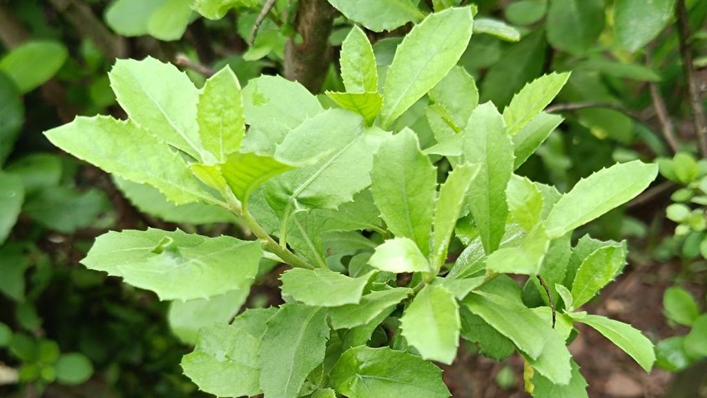 Banyak Khasiatnya, 7 Air Rebusan Daun Ini Digunakan untuk Obat Herbal