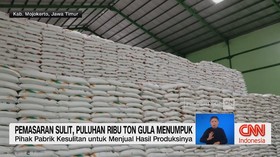 VIDEO: Pemasaran Sulit, Puluhan Ribu Ton Gula Menumpuk