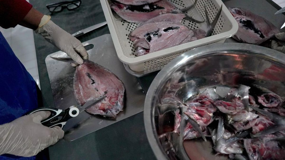 Siswa Keracunan MBG di Banggai Jadi 314 Orang, 26 Masih Dirawat