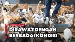 Shelter Isi 700 Kucing di Bekasi, Butuh Biaya Ratusan Juta Per Bulan