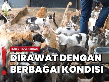 Shelter Isi 700 Kucing di Bekasi, Butuh Biaya Ratusan Juta Per Bulan 