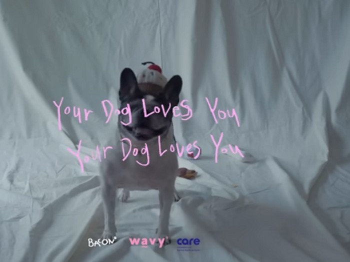 Sama seperti judulnya, lagu Your Dog Loves You menggambarkan rasa sayang Colde kepada anjing peliharaanya sekaligus balasan cinta dari sang anjing kepdanya.