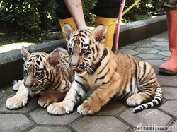 Lucunya Dua Bayi Harimau di Bandung Zoo, Anak Jelita-Shah Rukh Khan