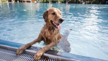 FOTO: Gemasnya Anjing-anjing Nyemplung ke Kolam Renang di Berlin