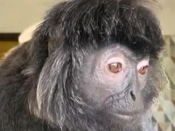 9 Tahun Dipelihara, Lutung Puber Kabur dan Bikin Panik Warga Ciamis