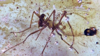 FOTO: Melihat Amber Berisi Serangga Berusia 112 Juta di Amazon