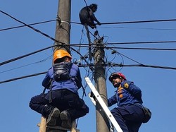 Ada Lutung Nyangkut di Kabel Listrik, Damkar Bogor Lakukan Evakuasi