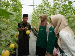 Santri di Jambi Bertani Wujudkan Ketahanan Pangan Pesantren