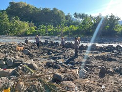 4 Anjing Pelacak Polri Gagal Temukan 3 Korban Banjir Nagekeo