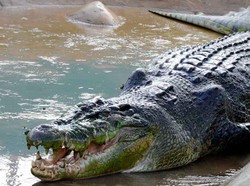 Lolong Jadi Buaya Terbesar di Dunia, Panjangnya 6,17 Meter