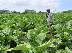 Petani dan Pekerja Dorong Moratorium Kenaikan Cukai Tembakau