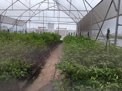Unik! Ada Kebun di Atas Pasar Mayestik, Begini Penampakannya