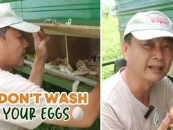Jangan Langsung Dicuci, Ini Cara Simpan Telur agar Awet dari Peternak