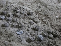 Temuan Ribuan Telur Dinosaurus Berusia 86 Juta Tahun Lalu, Ilmuwan Ungkap Fakta Ini