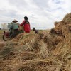 Para petani merontokan bulir padi saat berlangsung panen gadu di desa Lam  Siteh, kabupaten Aceh Besar, Aceh, Rabu (3/9/2025).  Menurut kelompok petani di daerah itu,  harga penjualan gabah kering panen (GKP) di tingkat petani naik mencapai Rp6.800 p