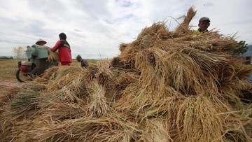 Swasembada Pangan Jadi Jalan Kebangkitan Pertanian Indonesia
