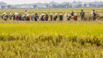 Bapanas Beber Tiga Indikator RI Sukses Swasembada Beras Tahun Ini