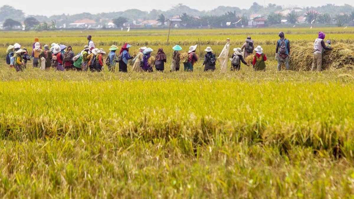 Bapanas Beber Tiga Indikator RI Sukses Swasembada Beras Tahun Ini