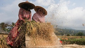 FAO Ungkap Harga Pangan Global Naik 2,4 Persen Imbas Konflik Timteng