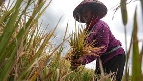 Komitmen PTPN Bangun Ekosistem Pangan Berkeadilan Bagi Petani