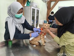 Sidoarjo Gelar Vaksinasi Rabies Massal, 200 Hewan Disuntik Gratis