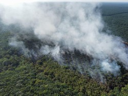 Lahan Perkebunan Sawit-Karet Milik Dokter di Muara Enim Terbakar