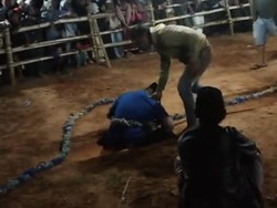 Viral Pria Meninggal Saat Lomba Tarik Tambang di Sumenep