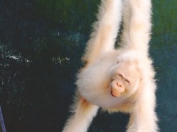 Kisah Alba, Orang Utan Albino yang Lahir dengan Kelainan Genetik
