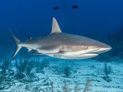 Apakah Halal Makan Daging Ikan Hiu? Ini Penjelasannya