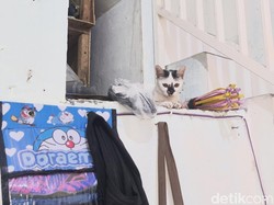 Begini Nasib Kucing Tiara Korban Mutilasi Alvi di Kos