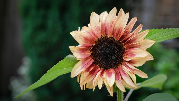 Tanaman hias Helianthus annuus ‘ProCut Plum’ Beautiful dusky crimson unusual colour Sunflower in full bloom
