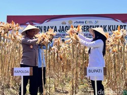 Dukung Ketahanan Pangan, Pemkab Banyuwangi Panen Jagung 1.445 Ton