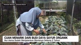 VIDEO: IRT Raup Cuan dari Sayur Organik di Polewali Mandar