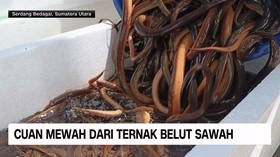 VIDEO: Budidaya Belut Sawah di Sumut Raup Untung Rp20 Juta Per Bulan