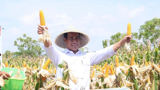 Panen raya jagung serentak di Indonesia menandai langkah menuju swasembada pangan, produksi meningkat 2,7 juta ton, dukung kesejahteraan petani.