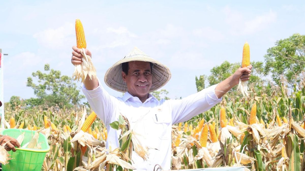 Mentan Sebut Panen Jagung Serentak Momentum Percepatan Swasembada