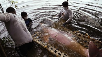 FOTO: Menyelamatkan Lumba-lumba Pink Sungai Amazon dari Kepunahan