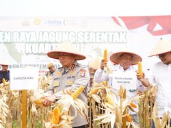 Kapolda Riau Pimpin Panen Raya Jagung 18 Ton, Dukung Ketahanan Pangan