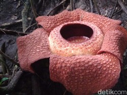 Mekarnya Bunga Rafflesia Langka Tarik Perhatian Pengunjung di Bengkulu