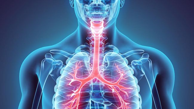 Trakea merupakan salah satu organ vital yang berperan besar dalam proses pernapasan manusia. Pelajari fungsi trakea pada sistem pernapasan manusia.