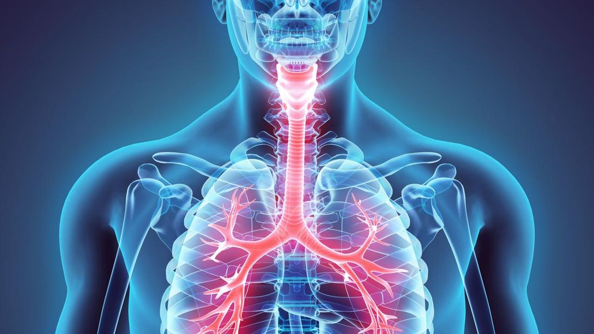 7 Fungsi Trakea pada Sistem Pernapasan Manusia