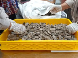 Lewati Batas Cemaran Timbal, Barantin Tolak 15 Ton Teripang Kering Asal Malaysia