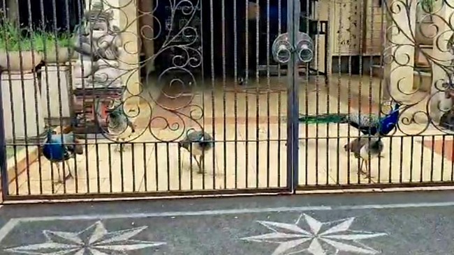 Burung merak viral di Duren Sawit, Jakarta, ternyata milik politikus Bambang Soesatyo. BKSDA telah melakukan pengecekan ke lokasi.